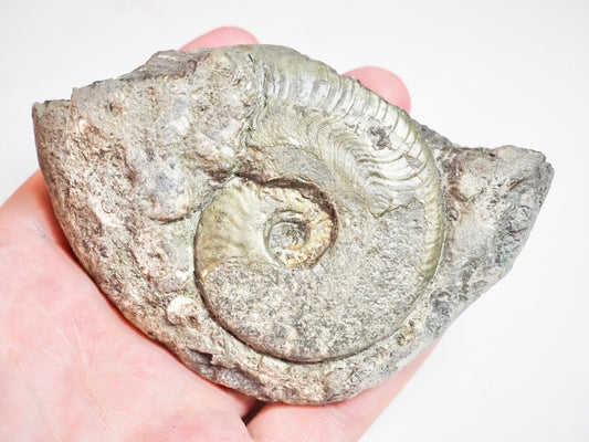 Ammonite - Pick N Mix