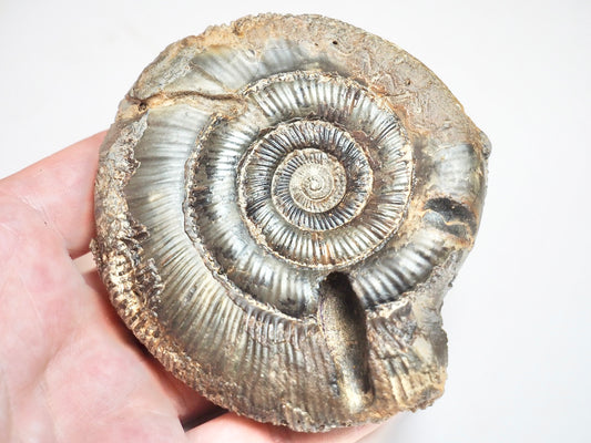 Ammonite - Pick N Mix