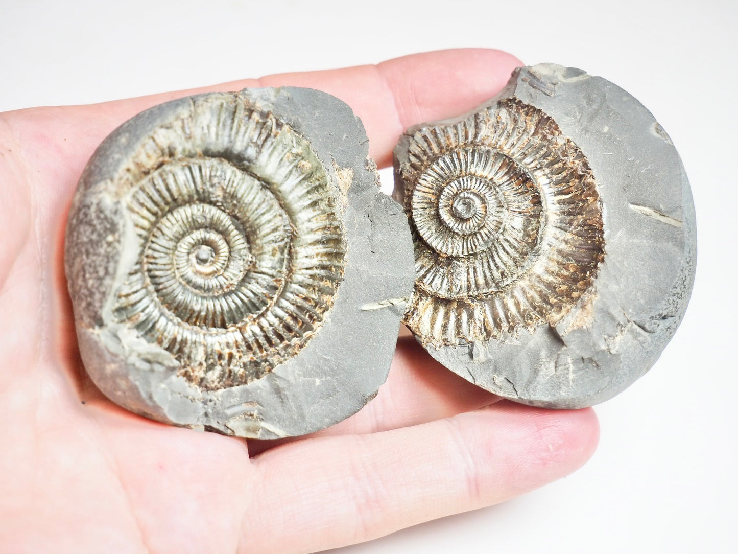 Ammonite POS/NEG - Pick N Mix