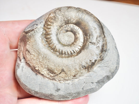 Ammonite - Pick N Mix