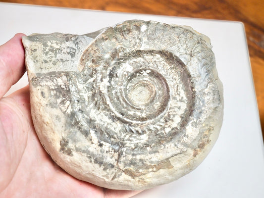 Ammonite - Pick N Mix