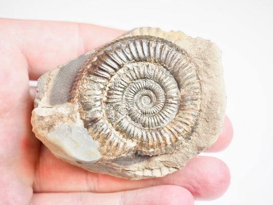 Ammonite - Pick N Mix