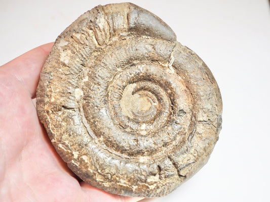 Ammonite - Pick N Mix