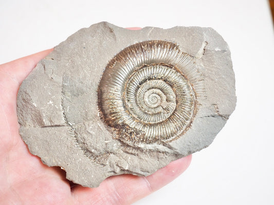 Ammonite - Pick N Mix