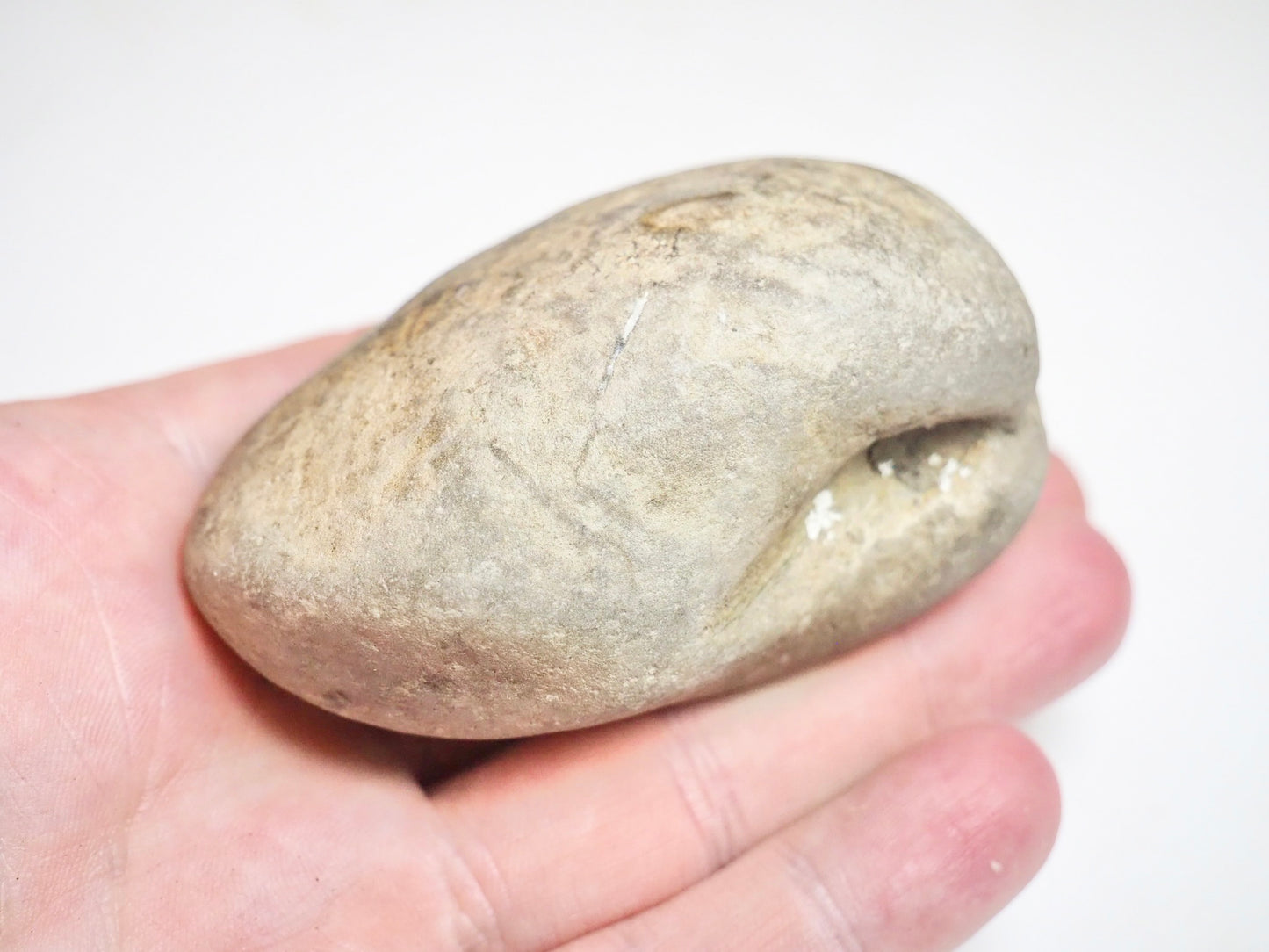 Bivalve Shell - Pick N Mix
