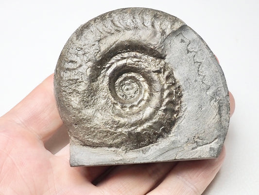 Ammonite - Pick N Mix