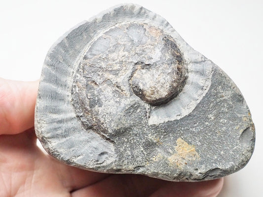 Ammonite - Pick N Mix