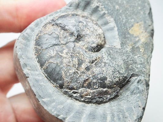 Ammonite - Pick N Mix