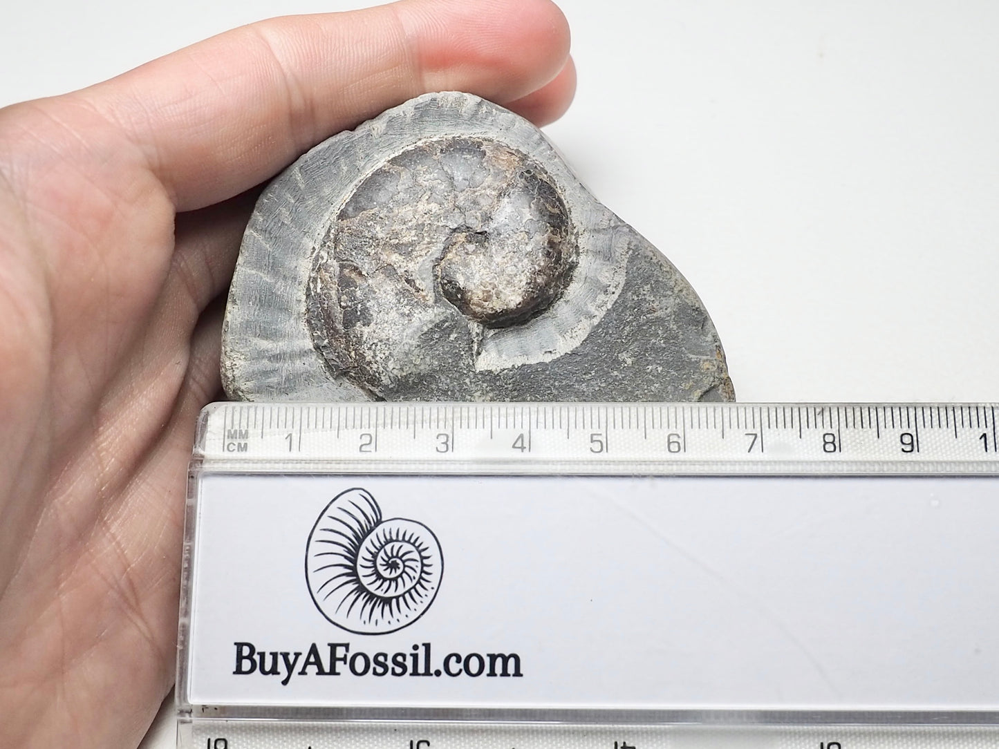 Ammonite - Pick N Mix