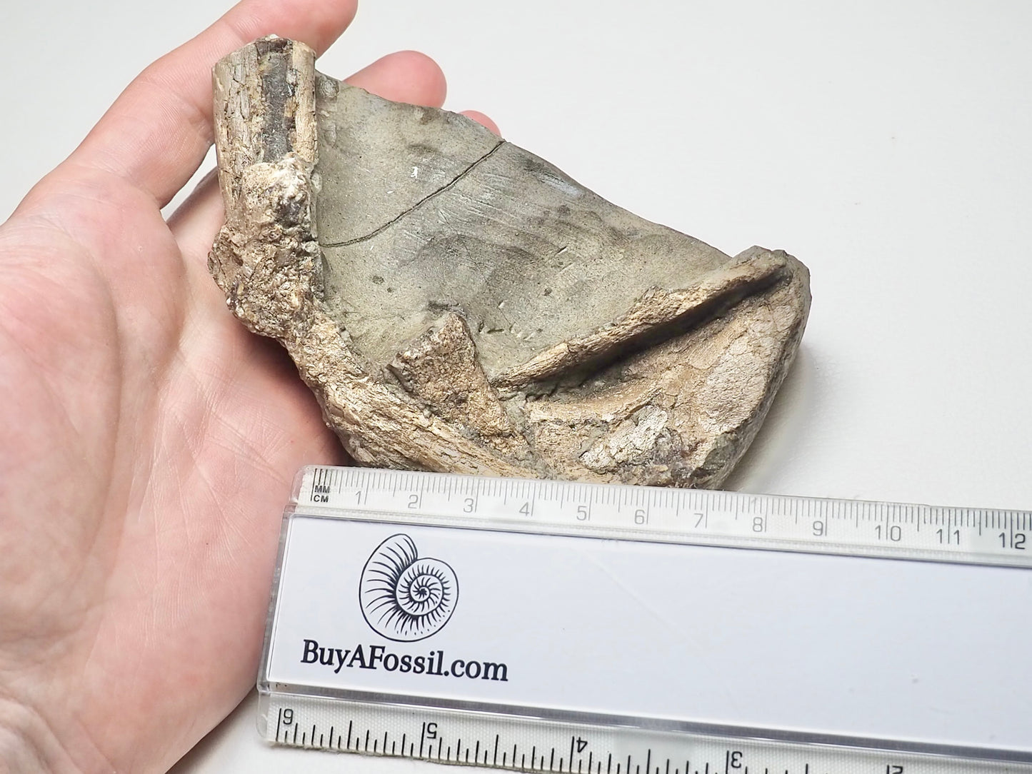 Ichthyosaur Marine Reptile Bones