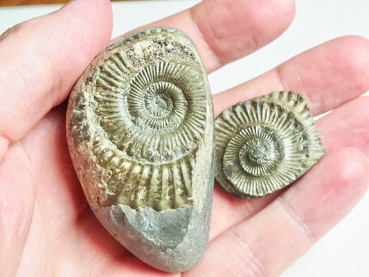 Ammonite POS/NEG - Pick N Mix