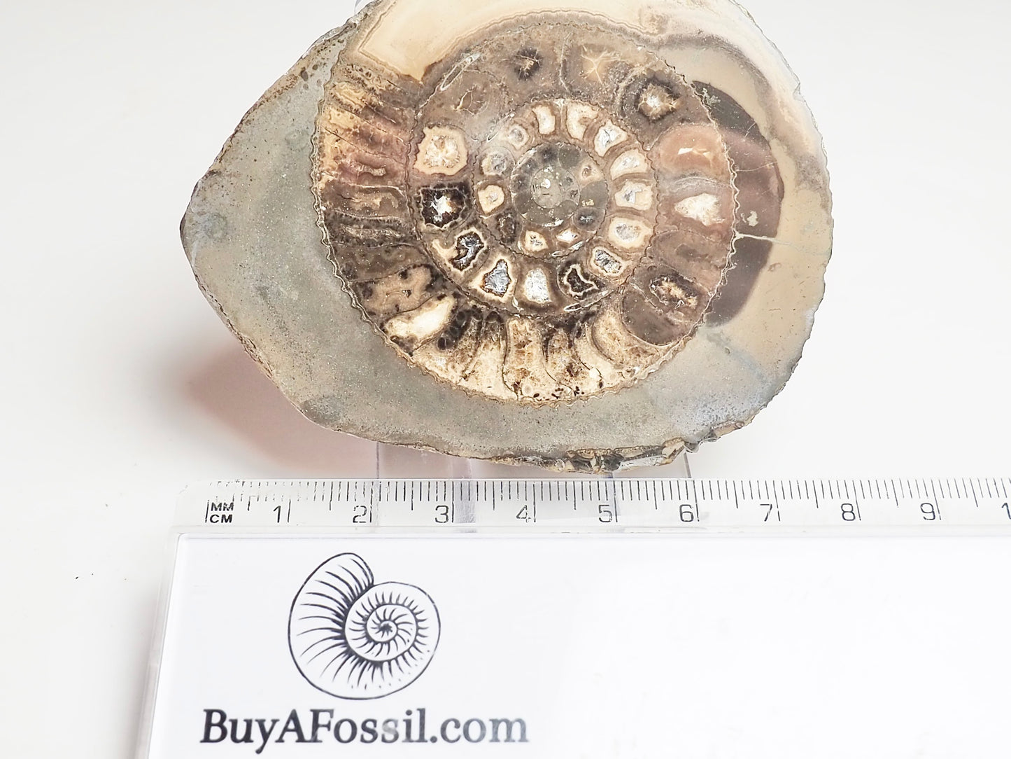 Cut and Polished Ammonite Dactylioceras