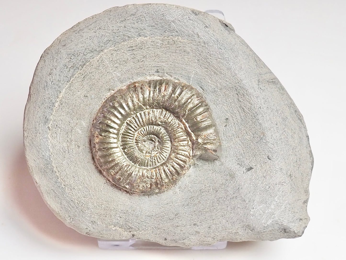 Dactylioceras