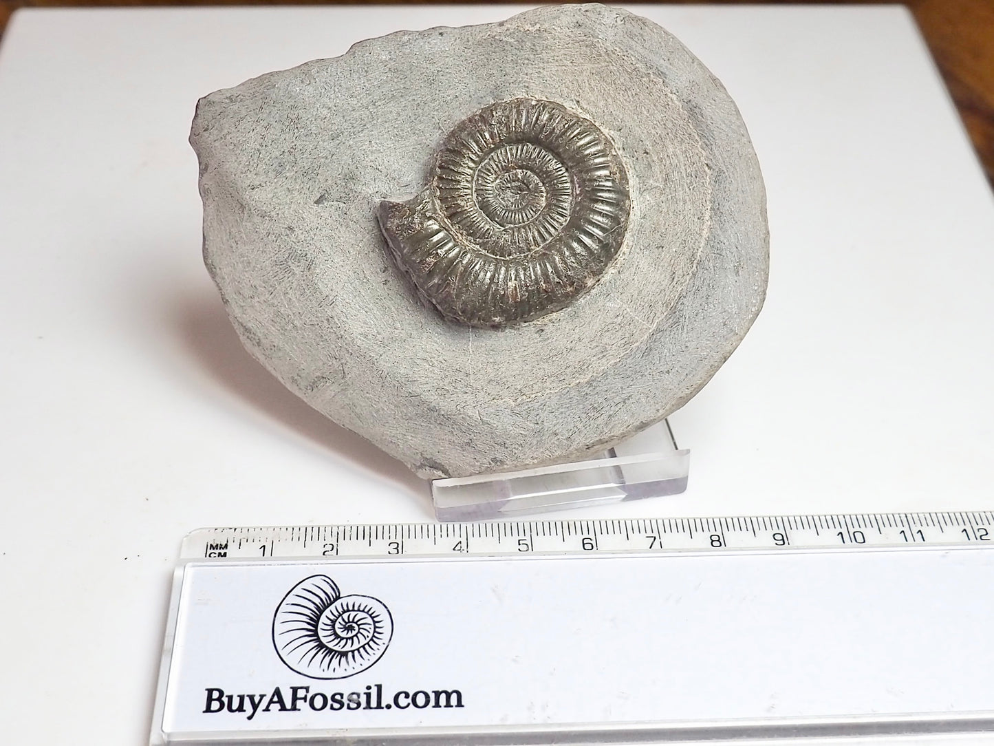 Dactylioceras