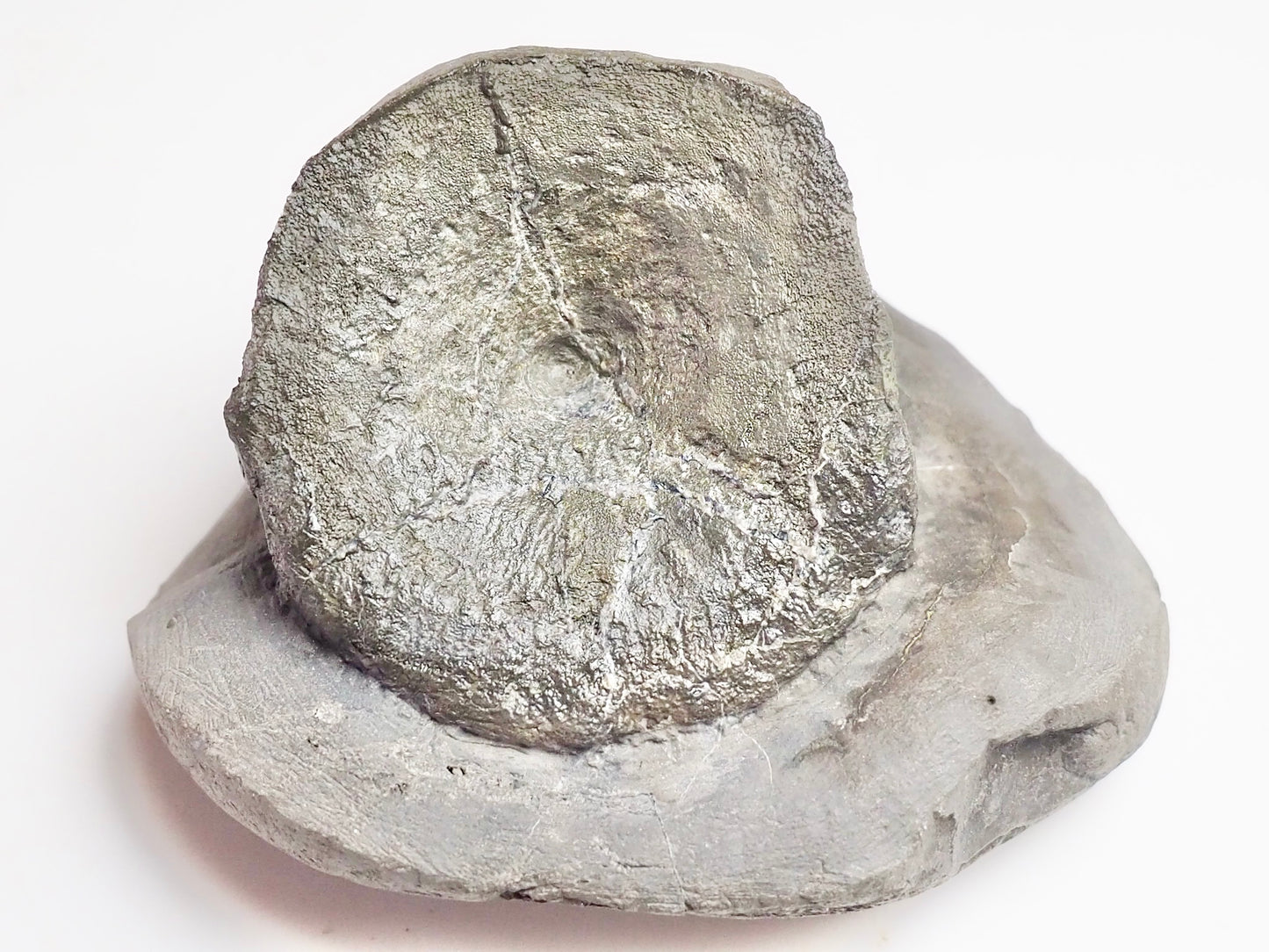 Ichthyosaur Vert