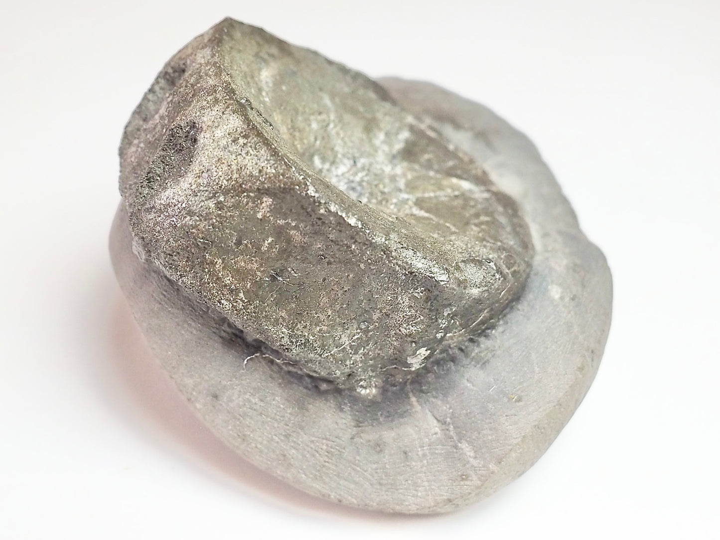 Ichthyosaur Vert