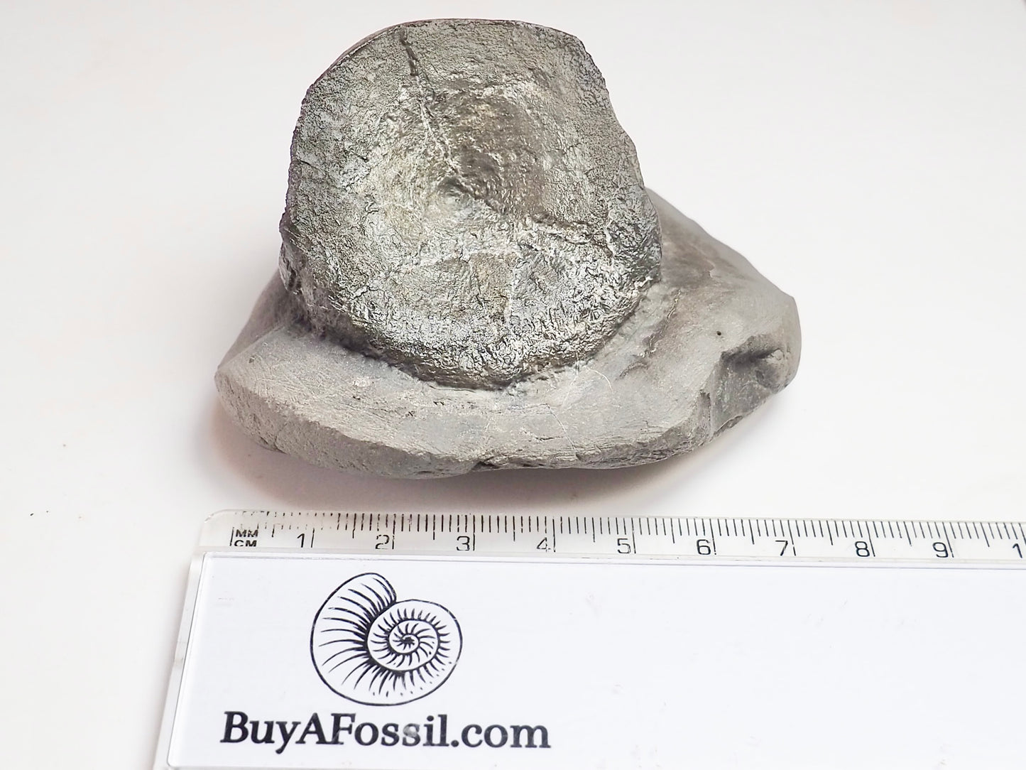 Ichthyosaur Vert