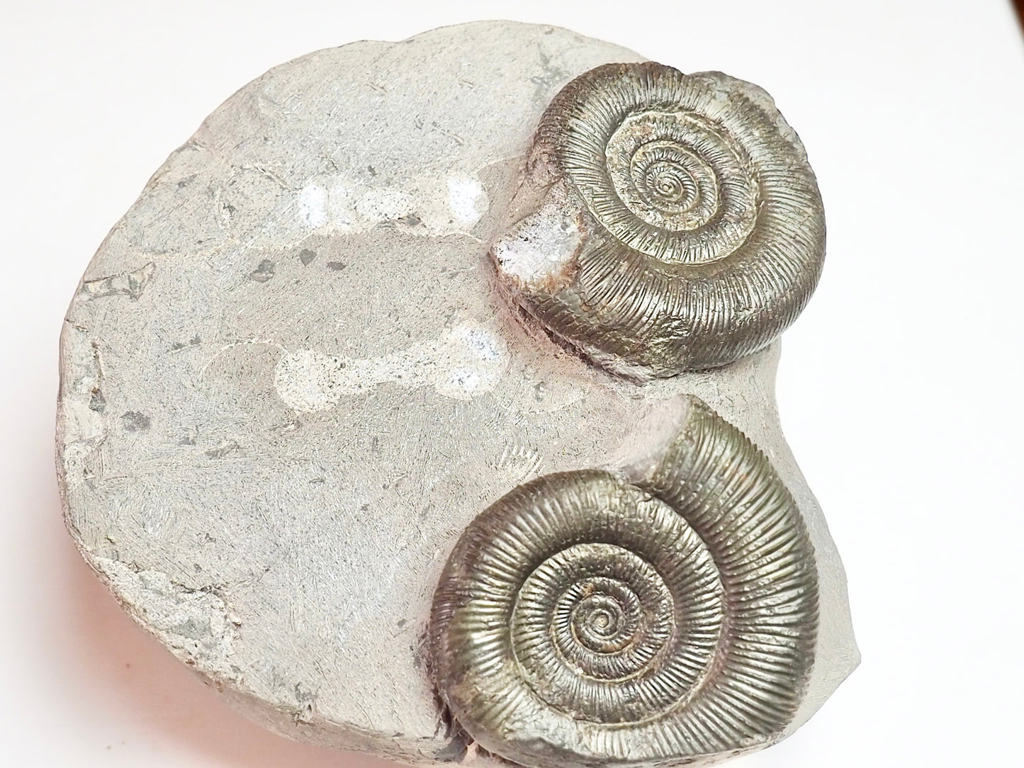 Dactylioceras Tenuicostatum Double