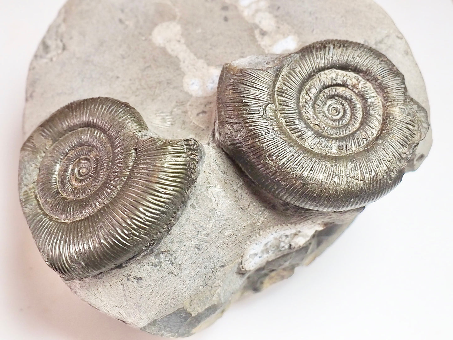 Dactylioceras Tenuicostatum Double