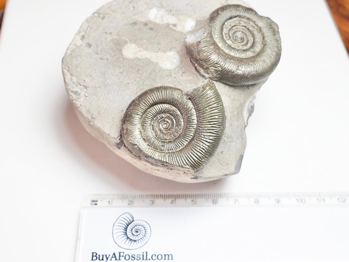 Dactylioceras Tenuicostatum Double