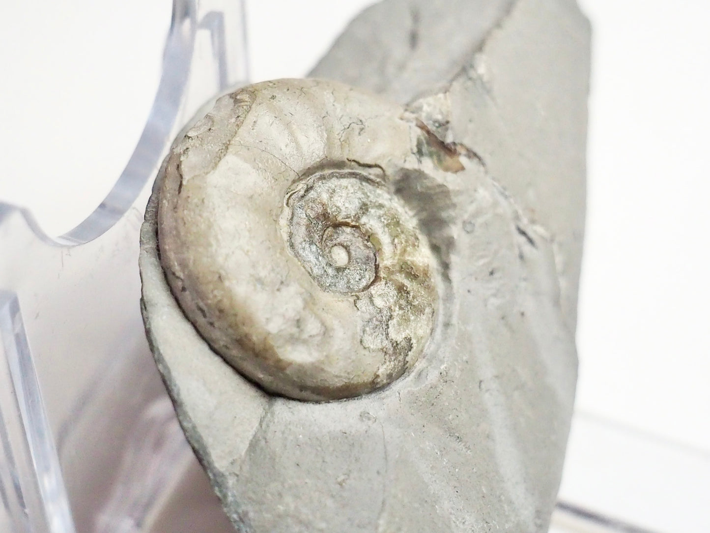 Agassiceras