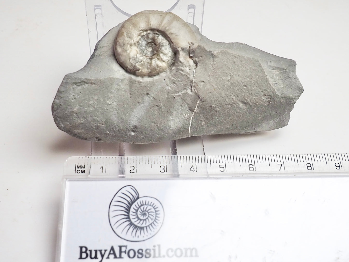 Agassiceras