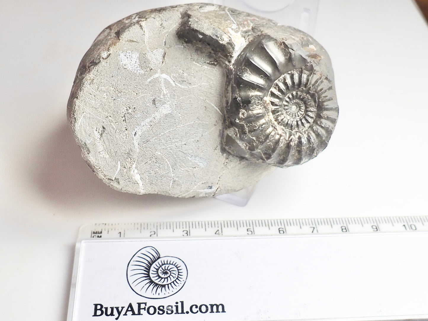 Pleuroceras paucicostatum