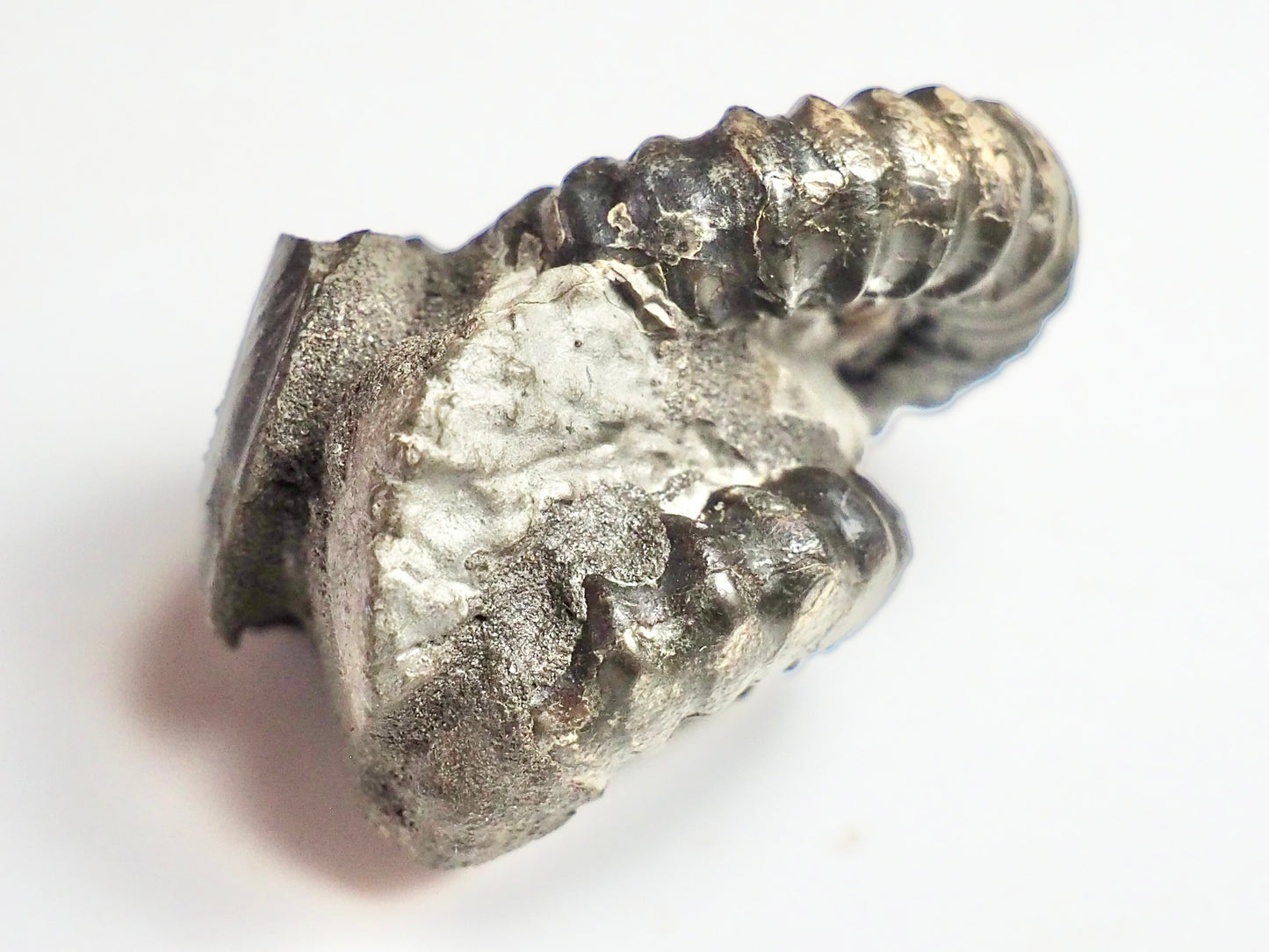 Gagaticeras Gagateum & Oxynoticeras