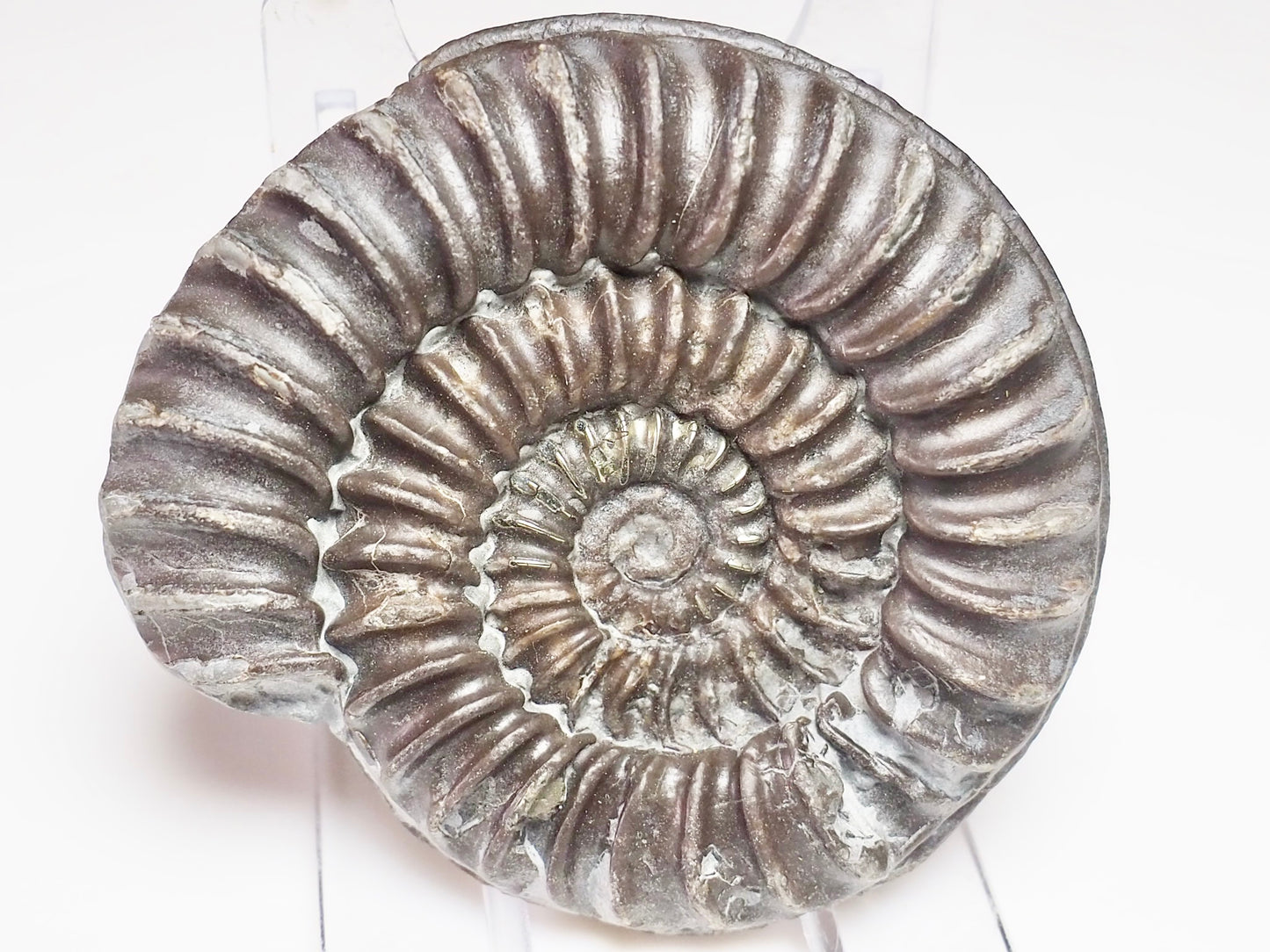 Arnioceras