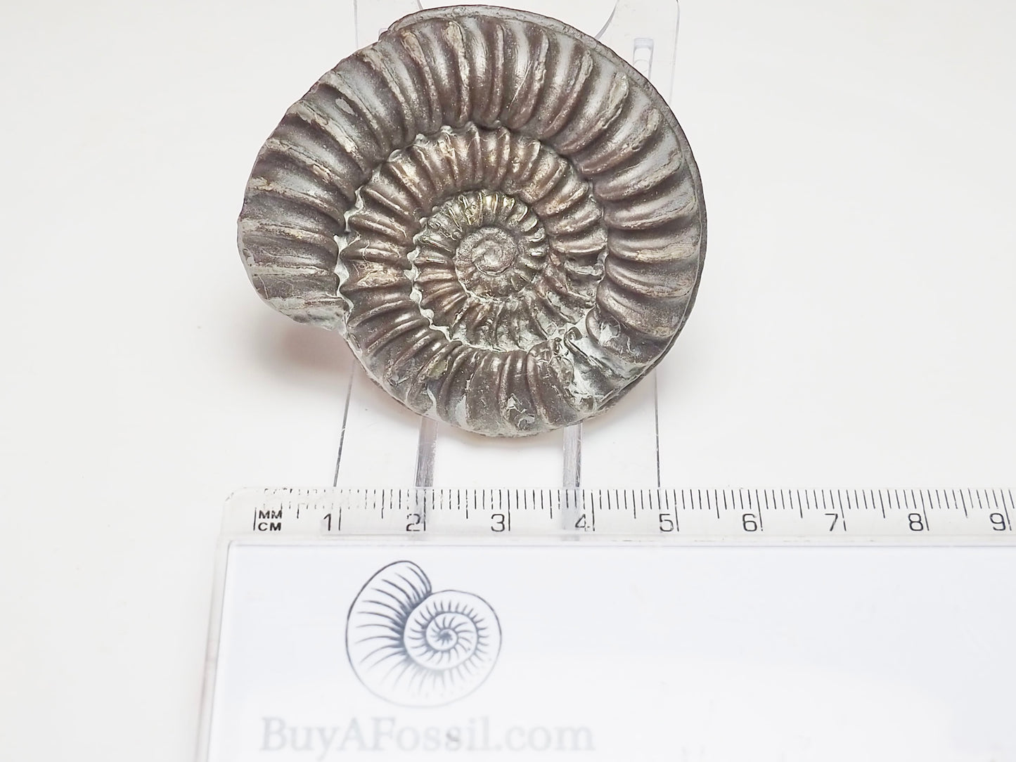 Arnioceras