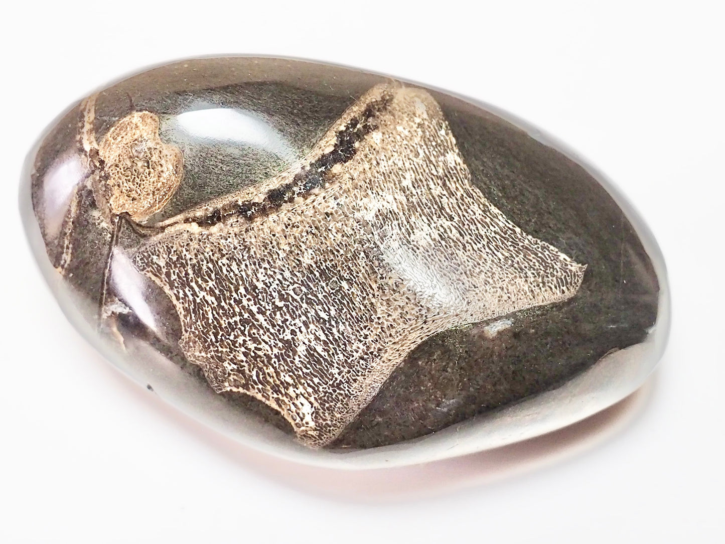 Polished Ichthyosaur Fossil Pebble – Paperweight