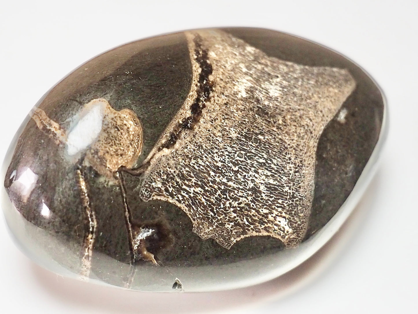 Polished Ichthyosaur Fossil Pebble – Paperweight