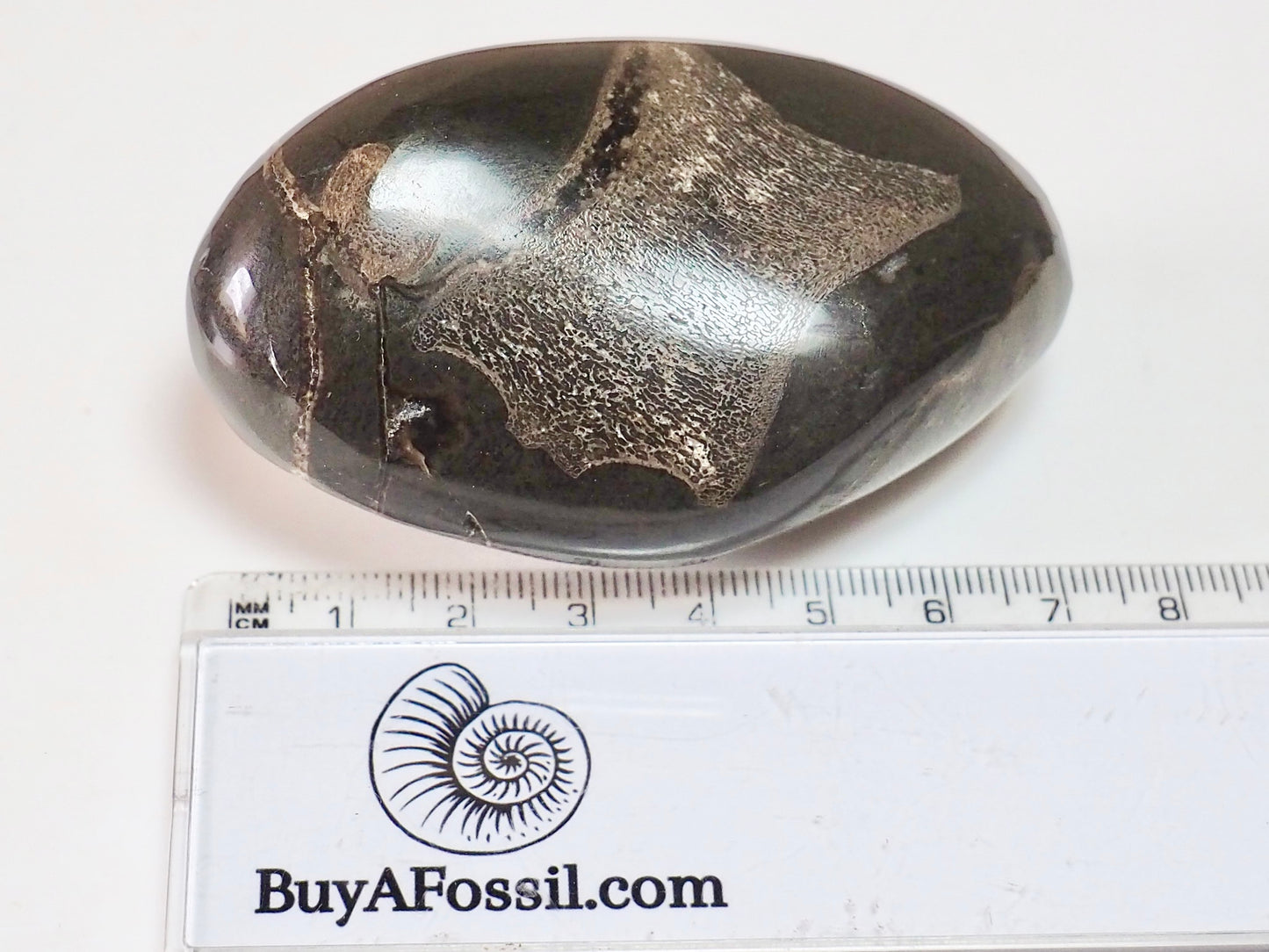 Polished Ichthyosaur Fossil Pebble – Paperweight
