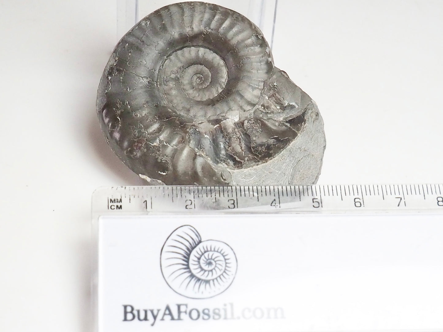 Grammoceras Thouarense