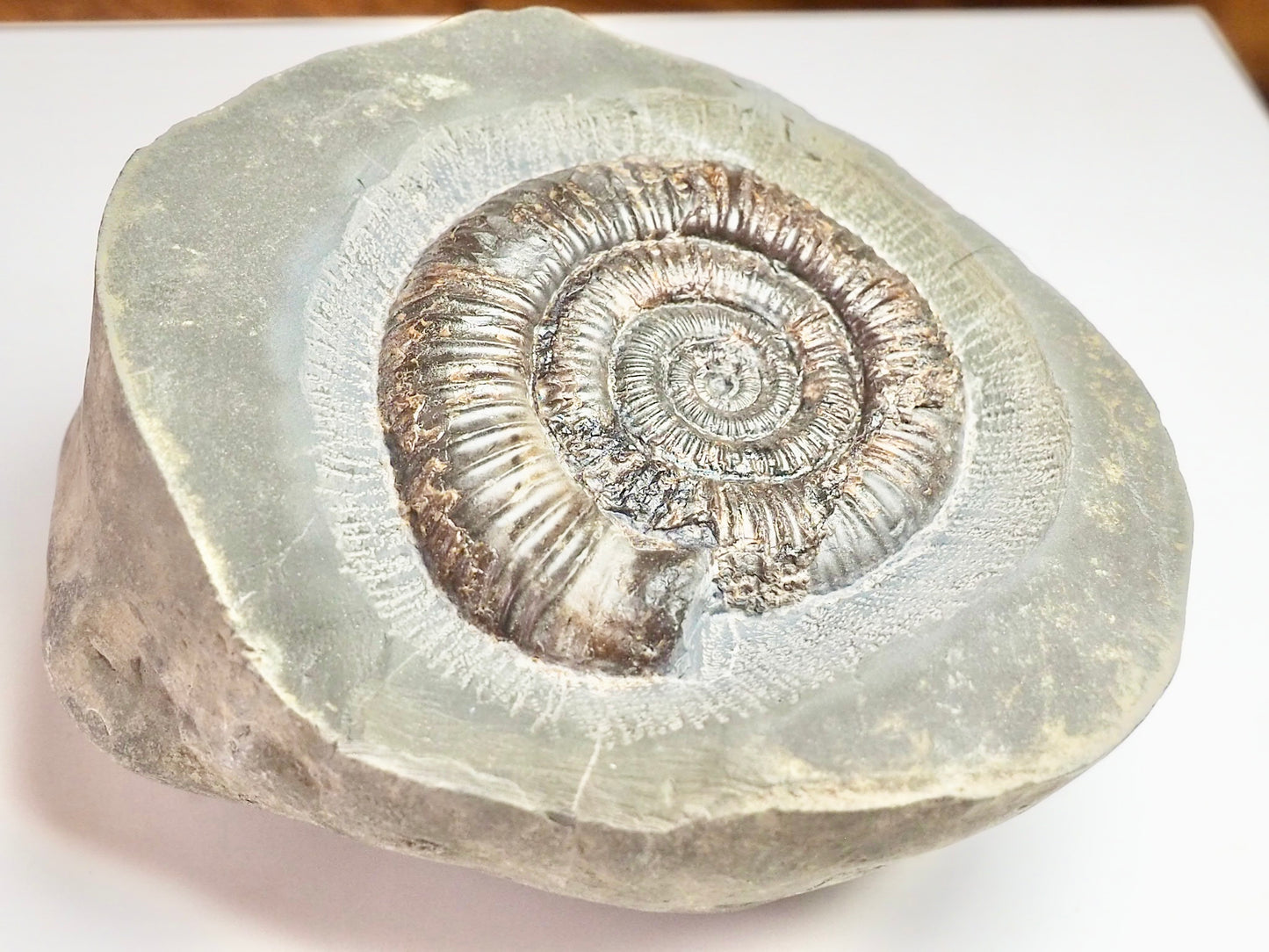 Dactylioceras