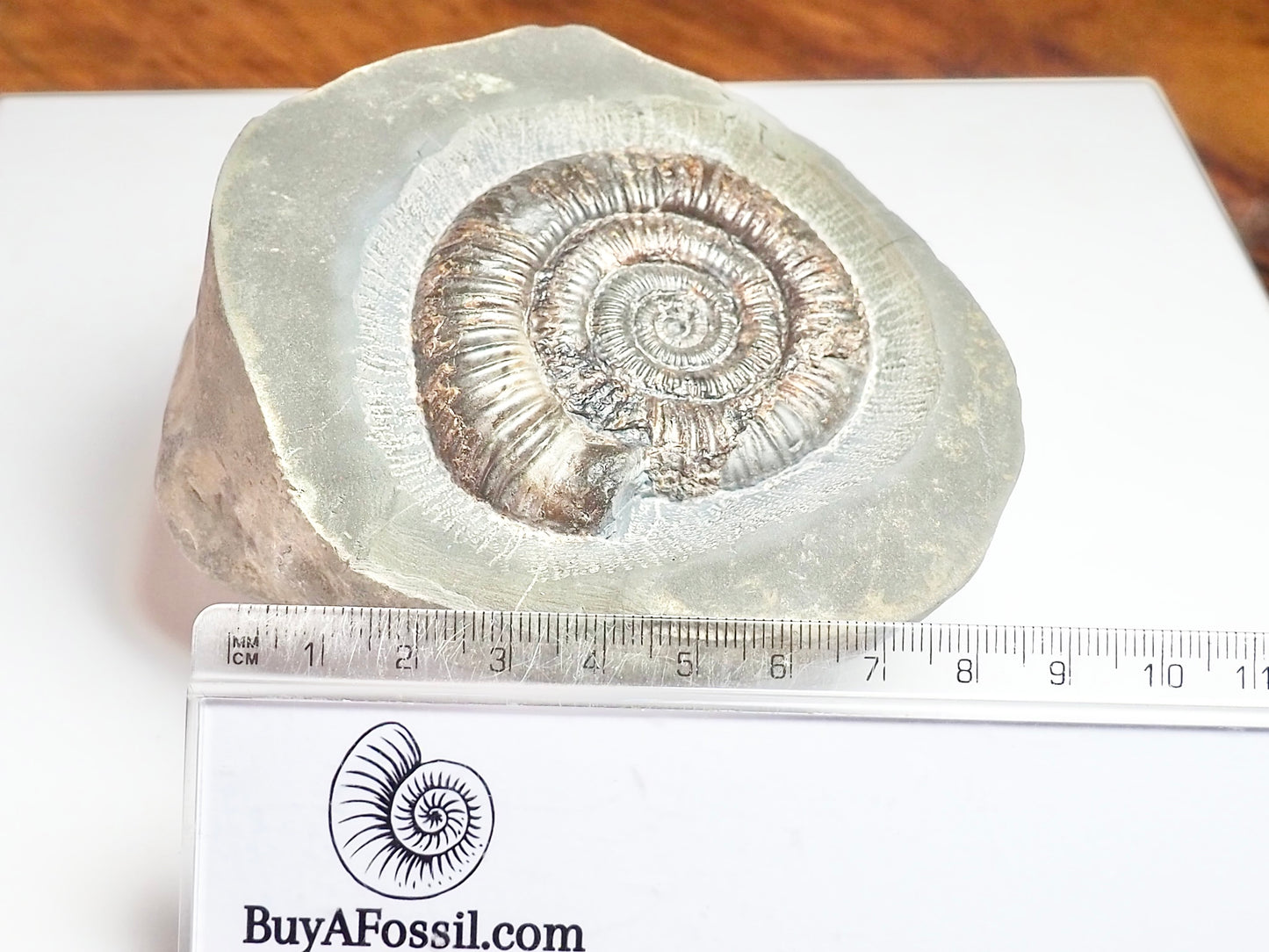 Dactylioceras