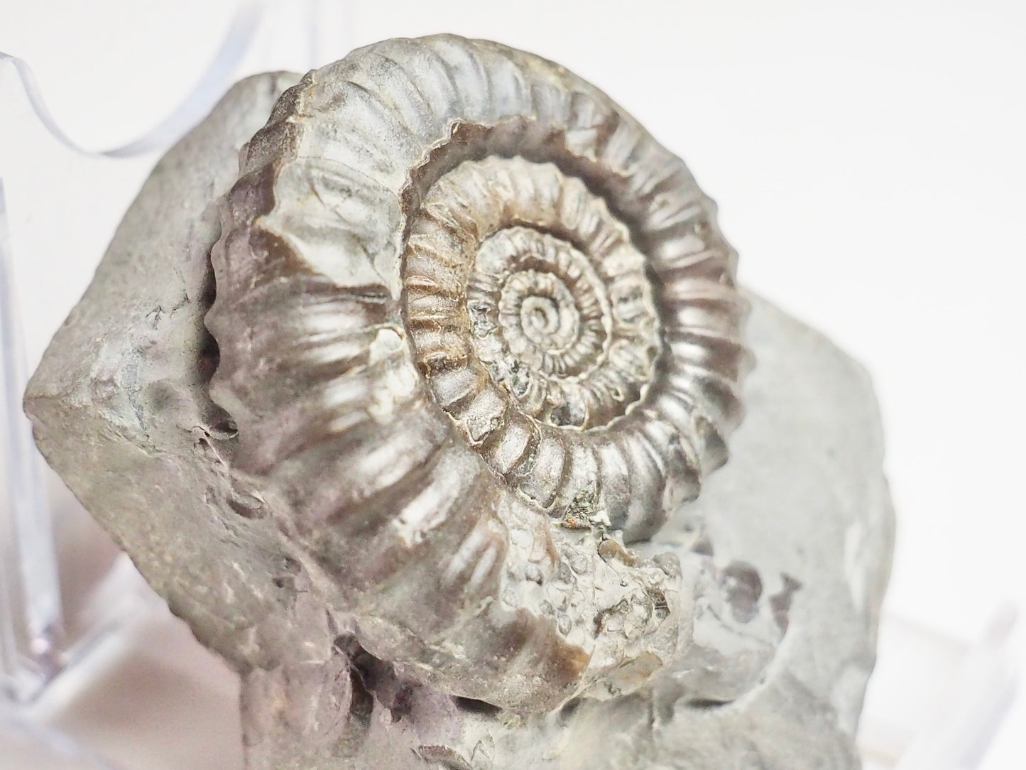 Gagaticeras Gagateum