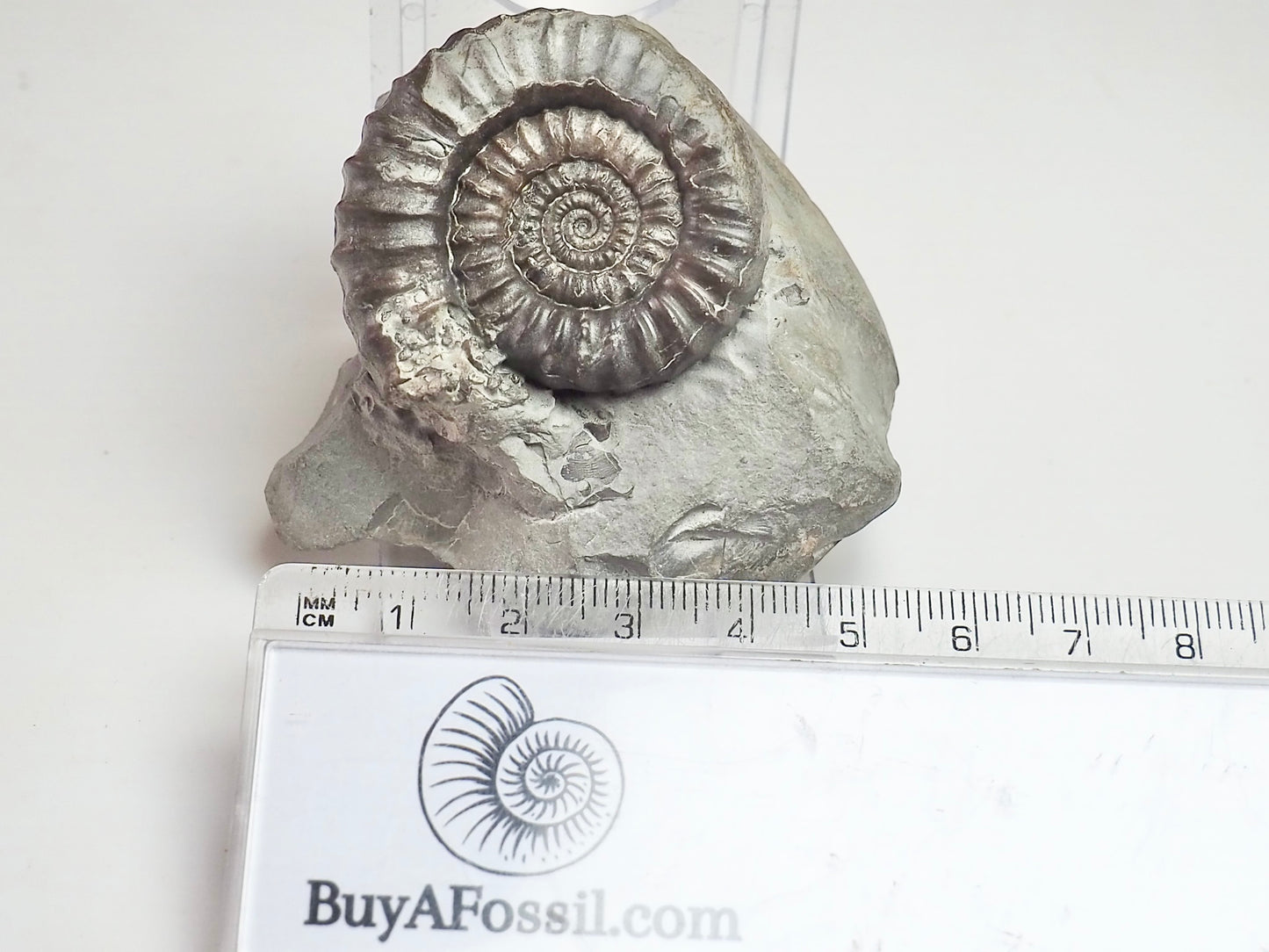 Gagaticeras Gagateum