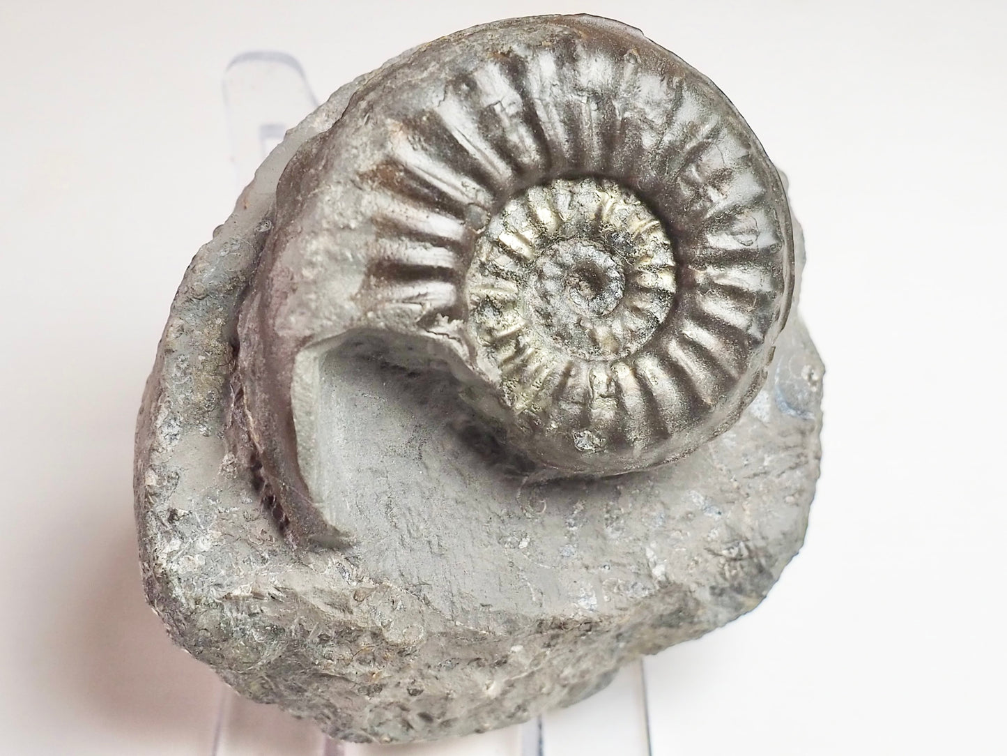Agassiceras