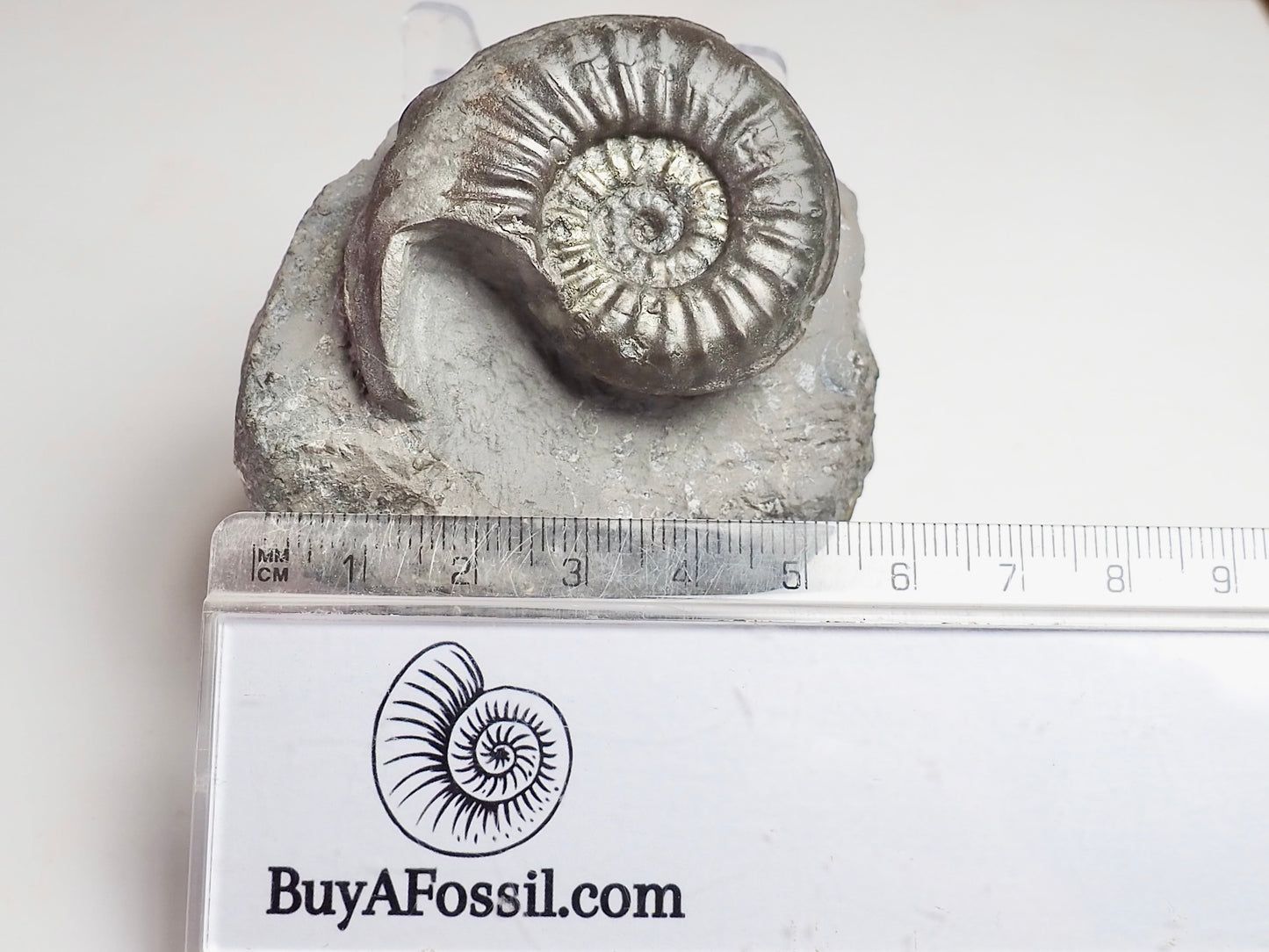 Agassiceras