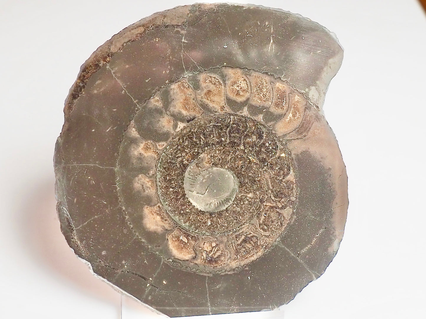 Cut and Polished Ammonite Dactylioceras