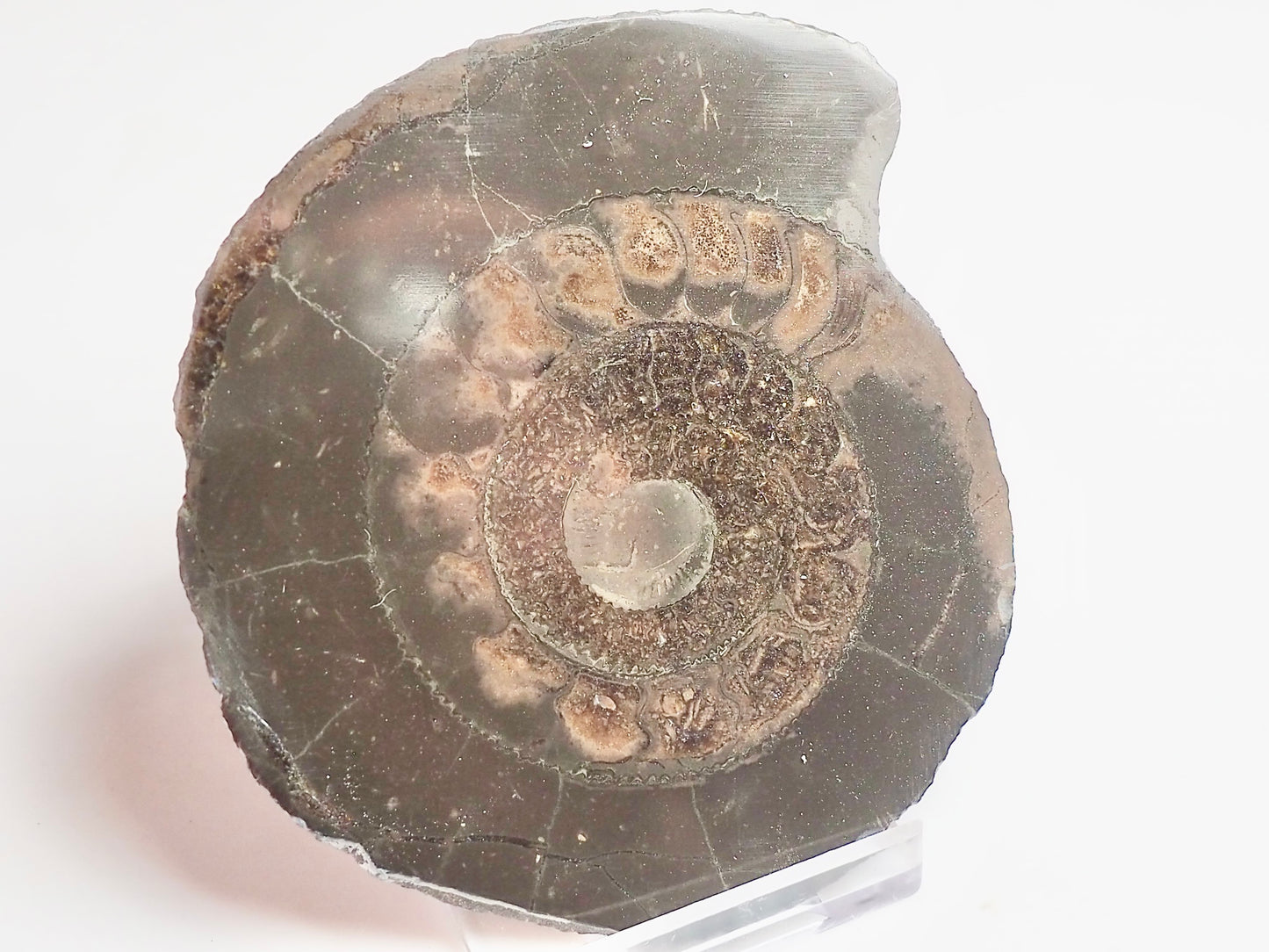 Cut and Polished Ammonite Dactylioceras