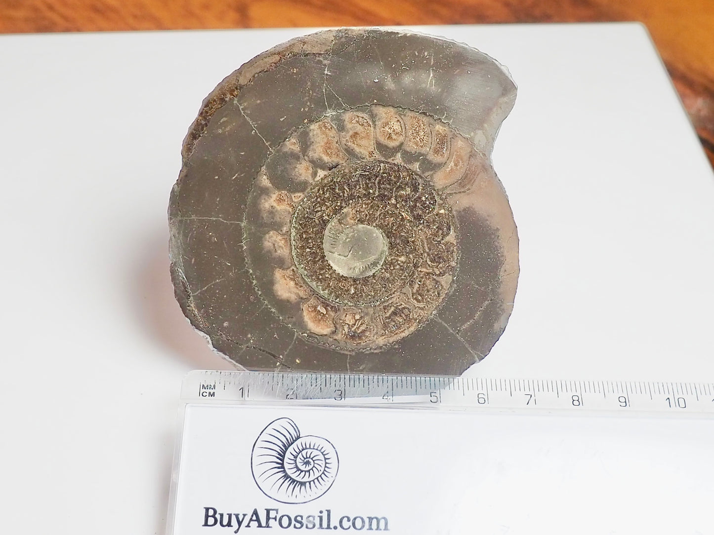 Cut and Polished Ammonite Dactylioceras