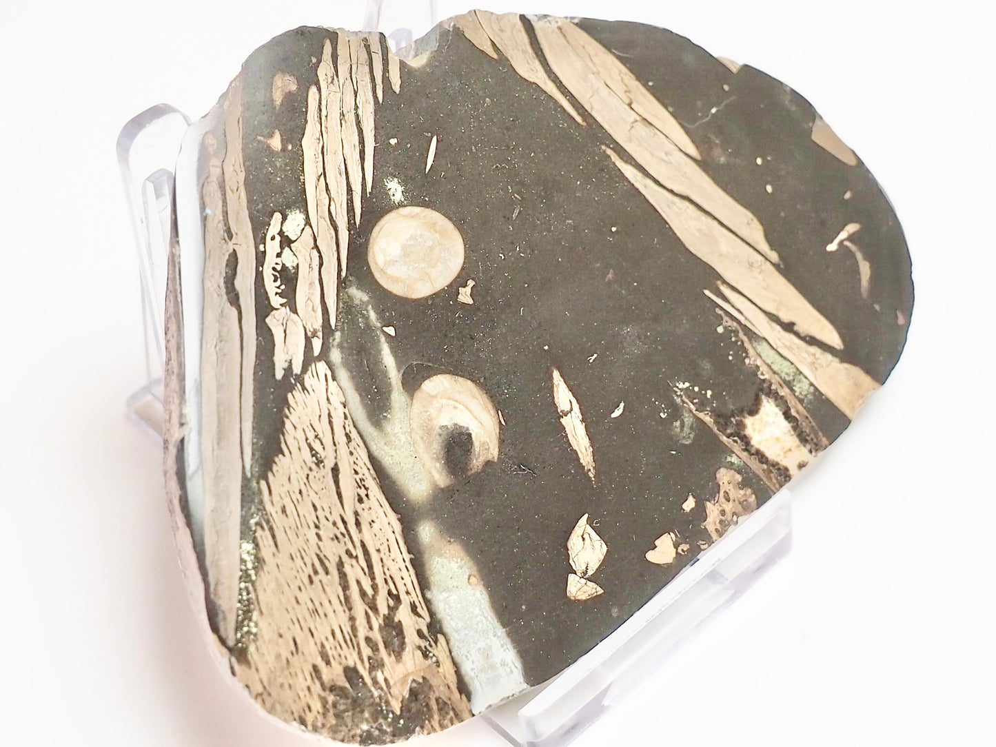 Polished Jurassic Fish Bone Gyrosteus Whitby