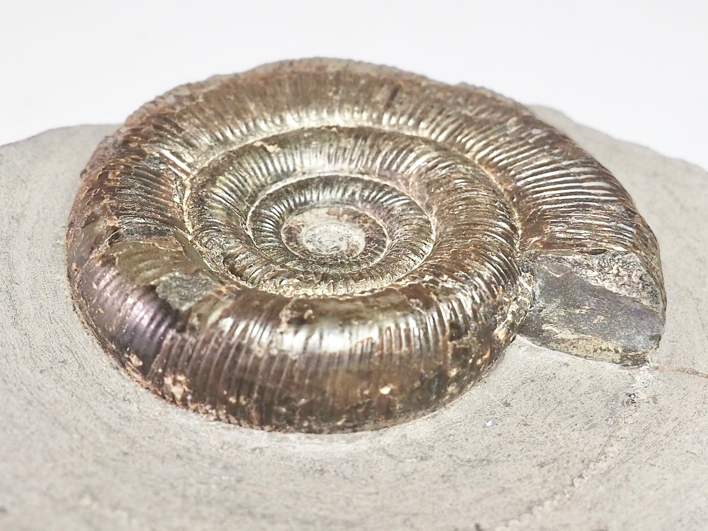 Dactylioceras Tenuicostatum