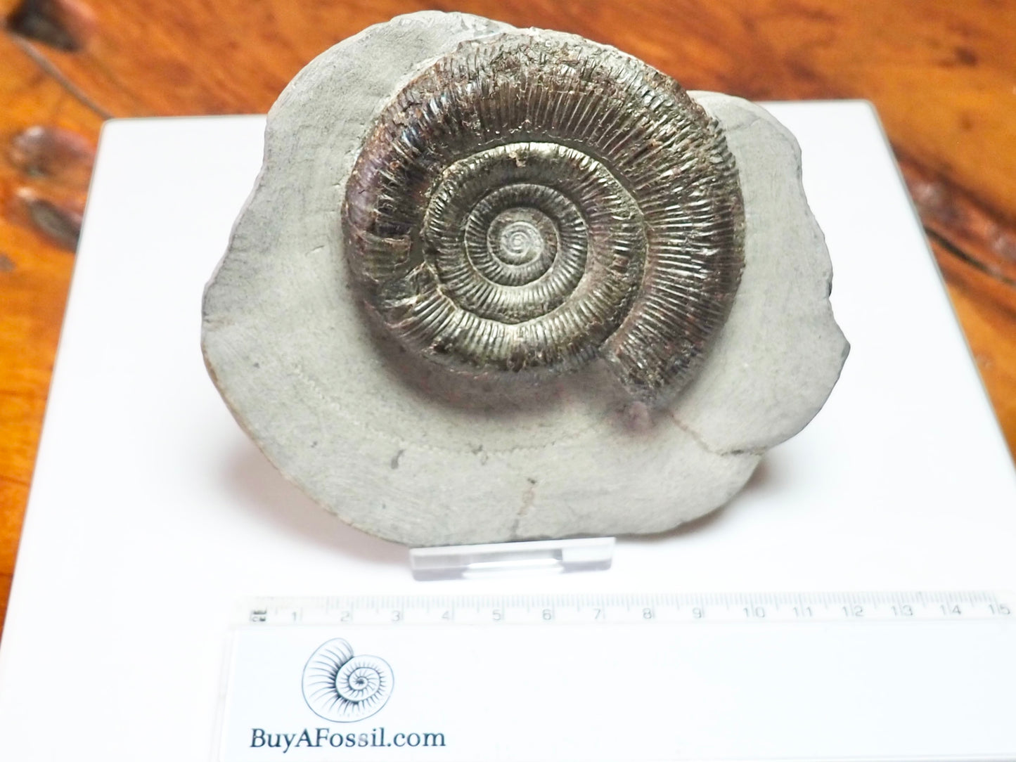 Dactylioceras Tenuicostatum