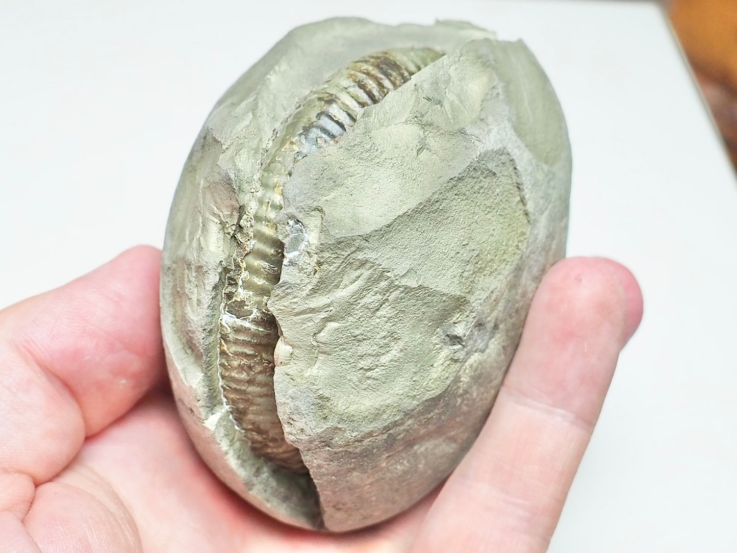 Dactylioceras POS/NEG