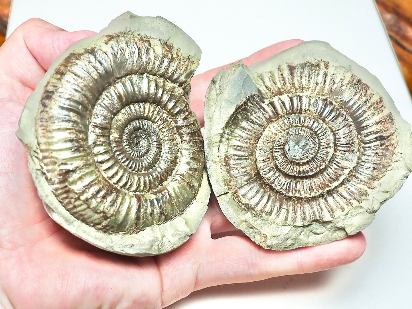 Dactylioceras POS/NEG