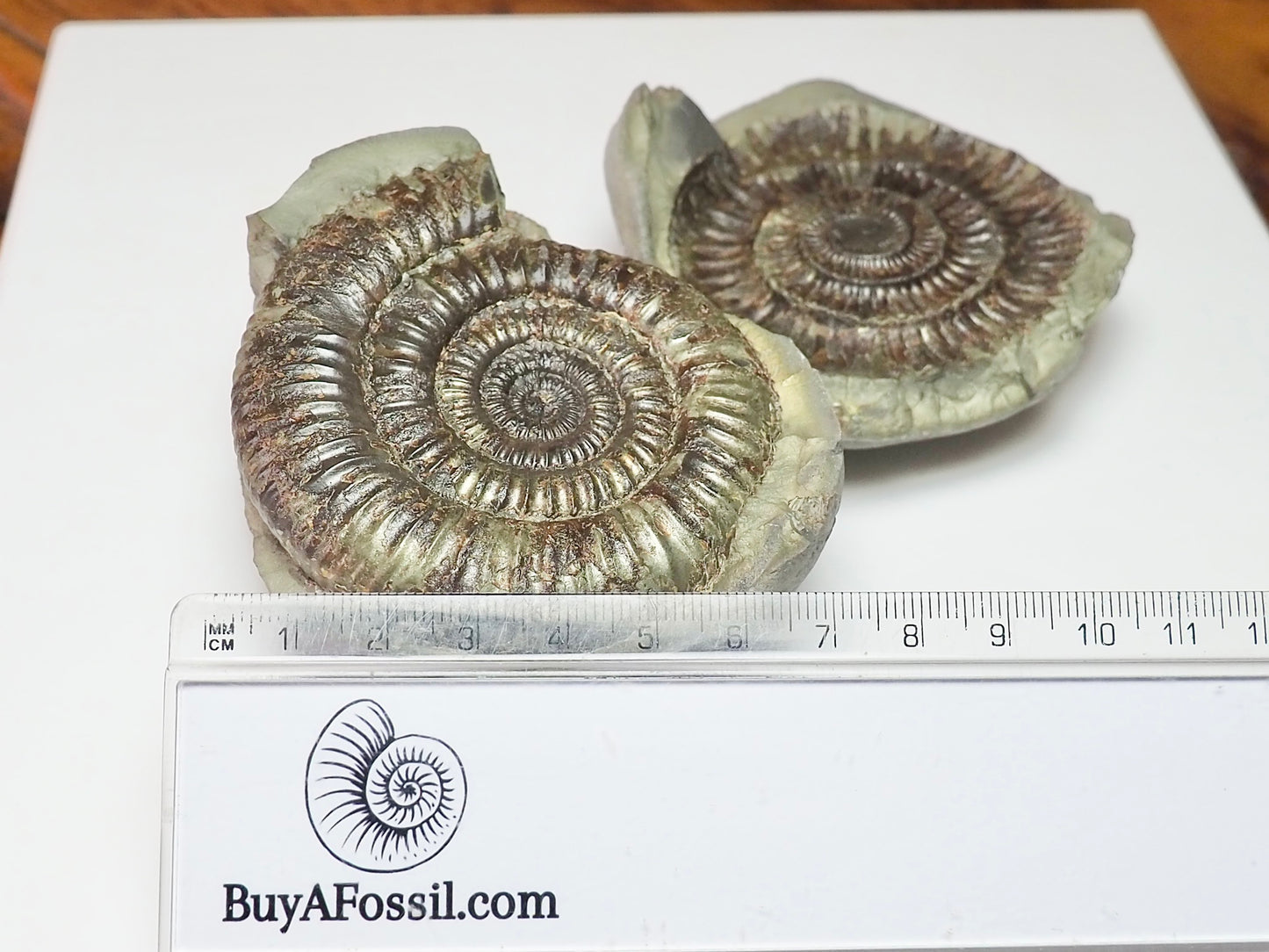 Dactylioceras POS/NEG