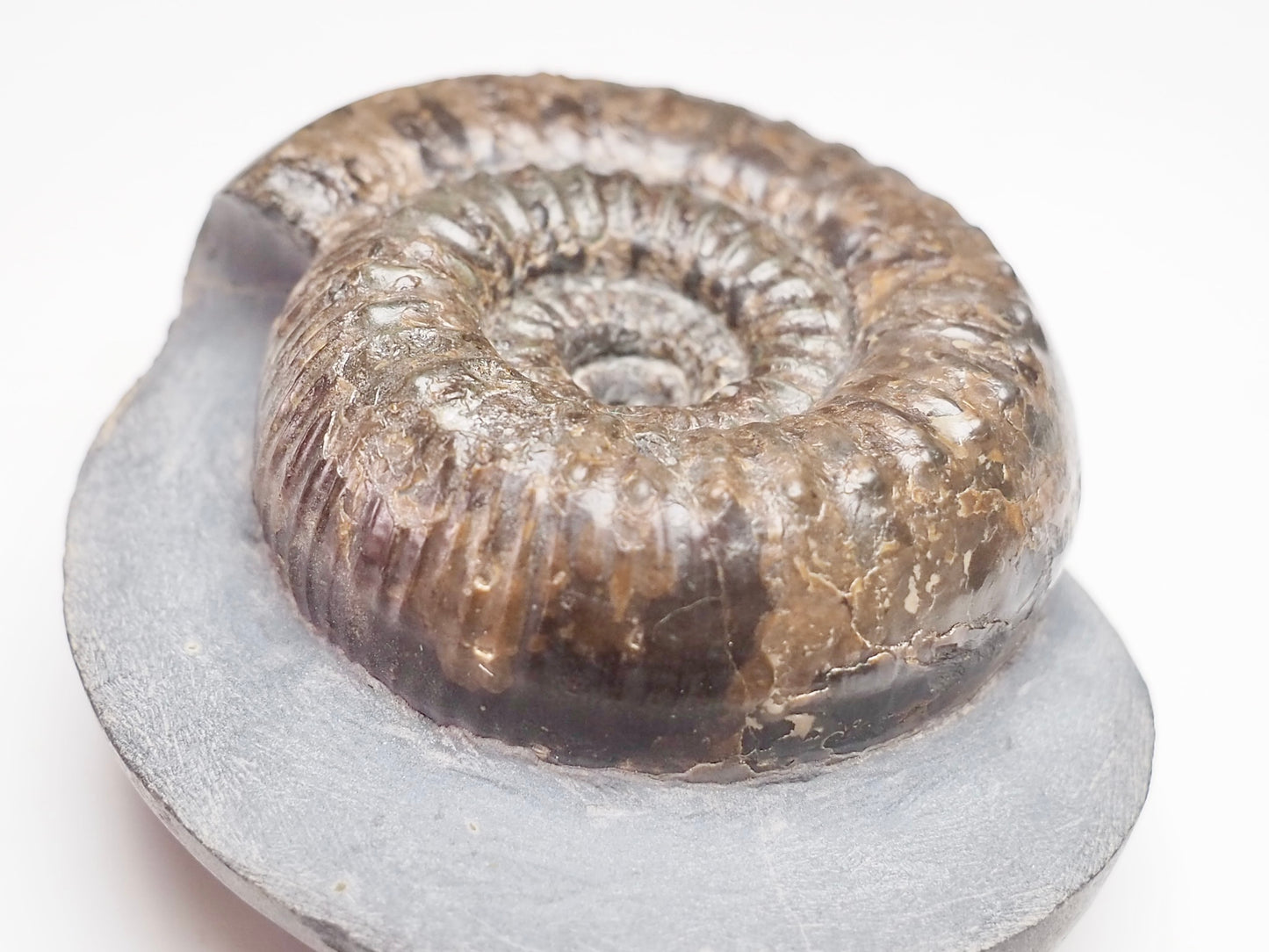 Catacoeloceras dumortieri